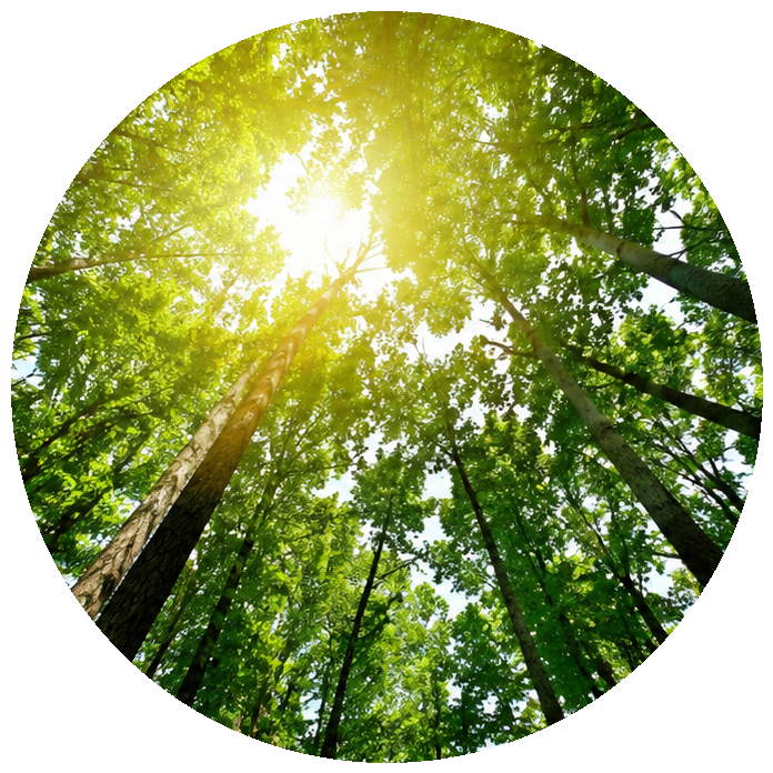 Treebank
