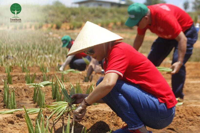 GENERALI VIETNAM TRAO TẶNG CÂY GIỐNG NHA ĐAM CHO ĐỒNG BÀO RAGLAI Ở NINH THUẬN