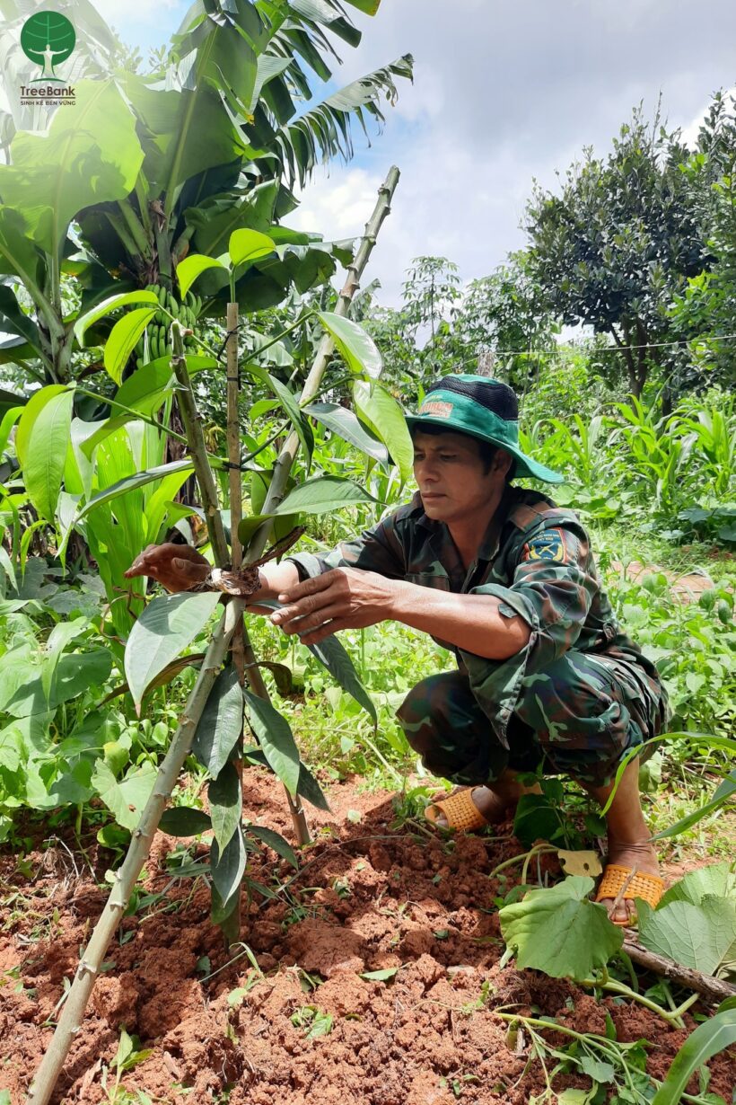 25 HỘ ĐỒNG BÀO NHẬN 625 CÂY TRỒNG Ở LÂM ĐỒNG