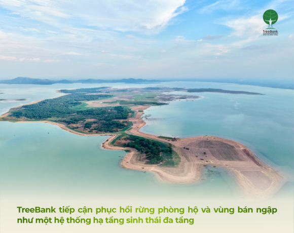 MÔ HÌNH TREEBANK – KHI PHỤC HỒI RỪNG TRỞ THÀNH HẠ TẦNG CHO DOANH NGHIỆP